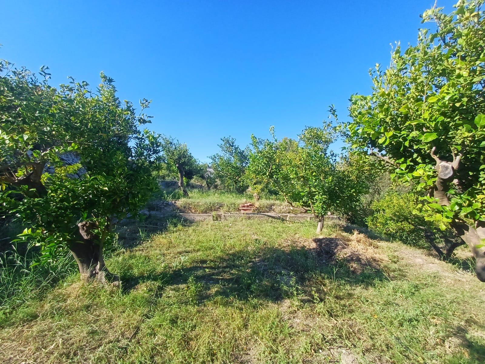 PARCELA DE TERRENO CON CASA CONSTRUIDA Y ARBOLES FRUTALES - foto 5