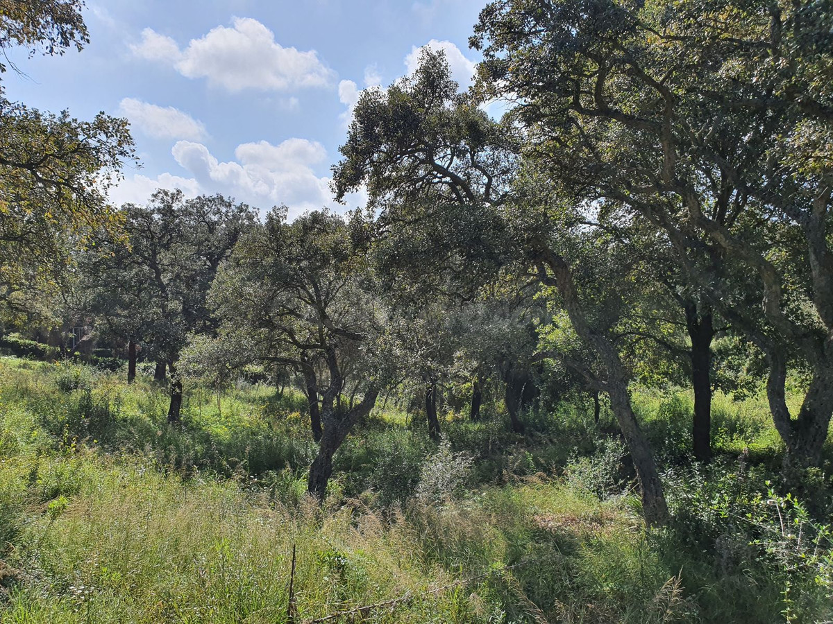 Parcela en venta - Sotogrande Costa