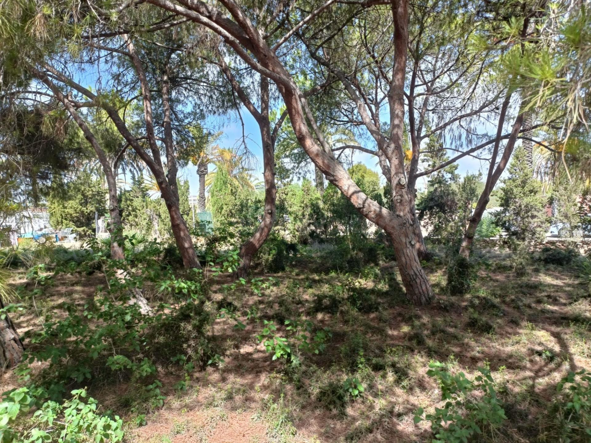 Parcela en venta - Cabo Roig - foto 4