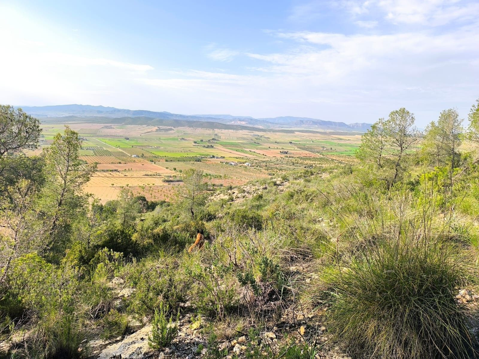 Parcela 999m² en venta - Ayuntamiento