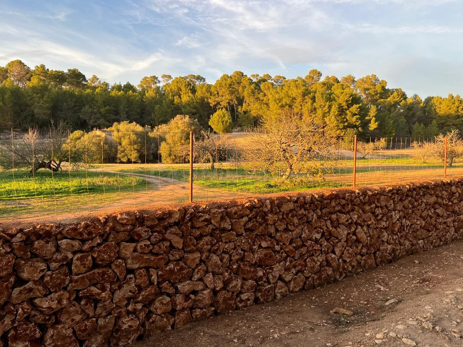 Parcela en venta - Porreres - foto 2