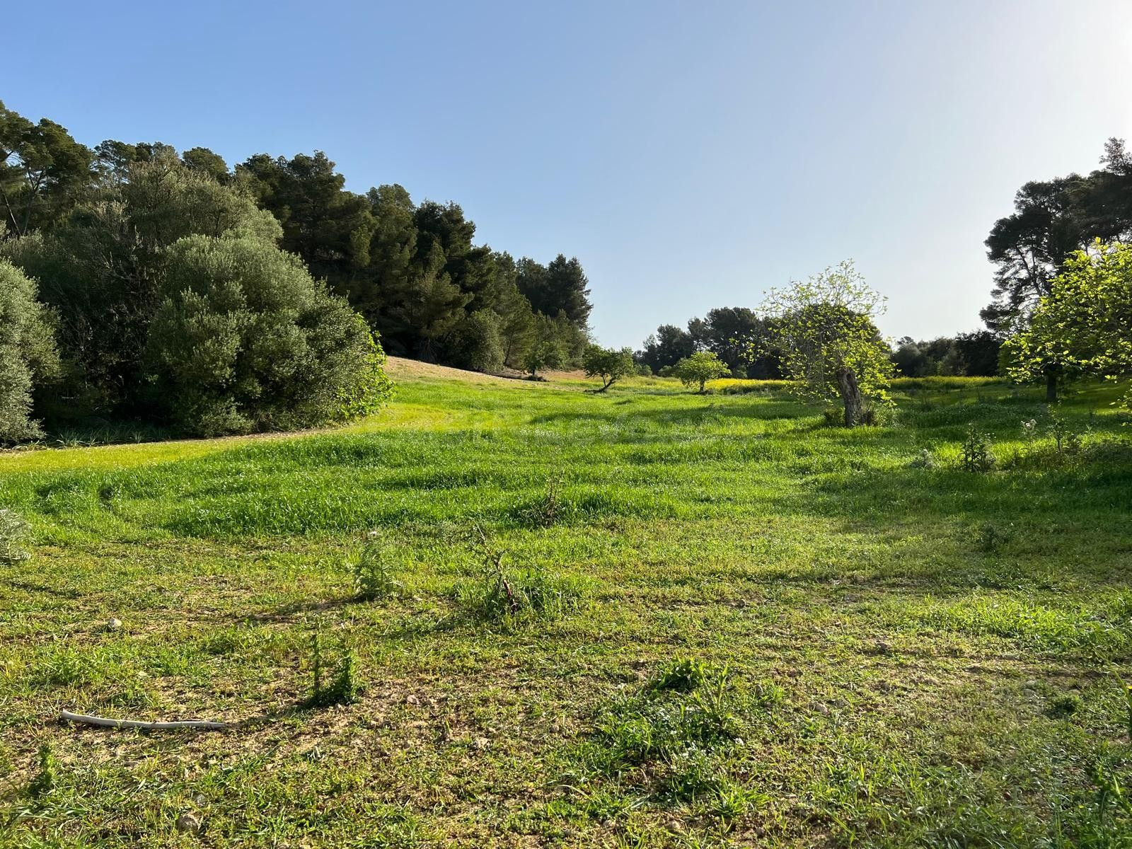 Parcela en venta - Porreres - foto 3