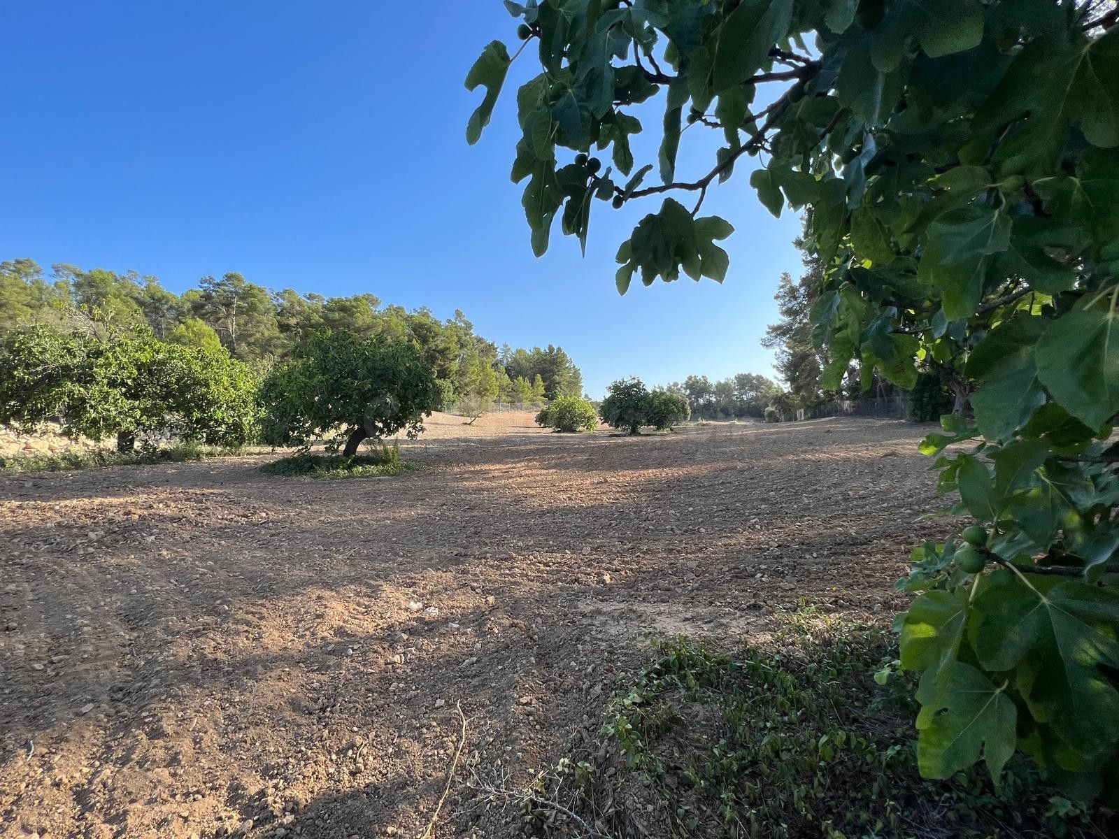 Parcela en venta - Porreres - foto 5