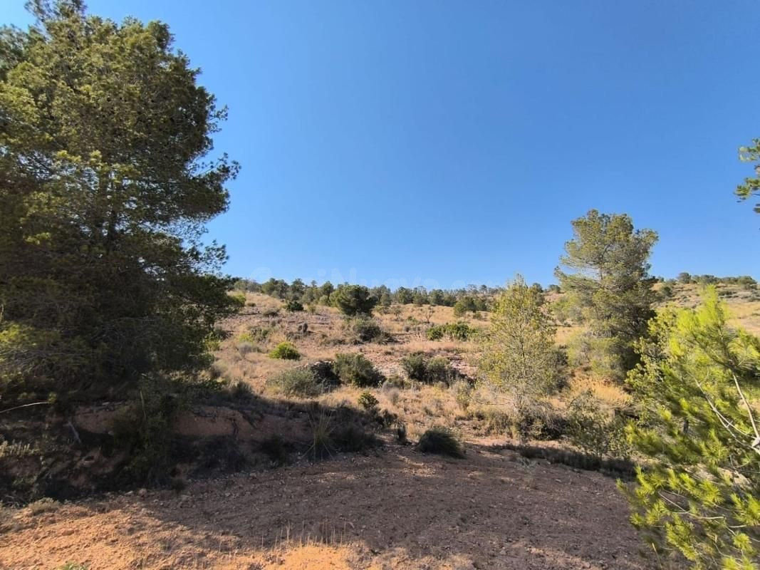 Parcela urbanizable de 33.000 m2 en La Romana, Alicante - foto 4