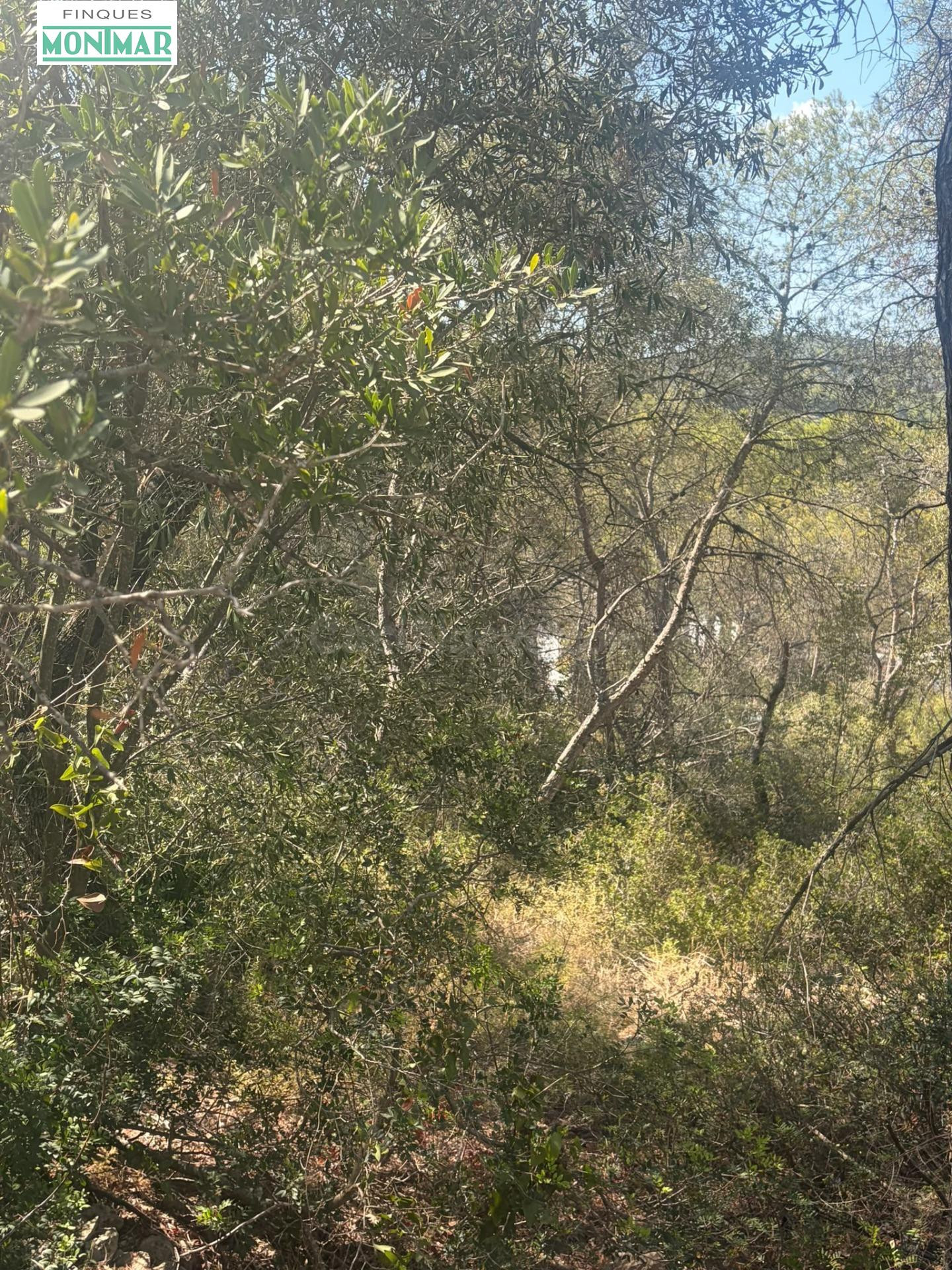 TERRENO DE 1.196 METROS EN CAN LLOSES (SANT PERE DE RIBES) - foto 3