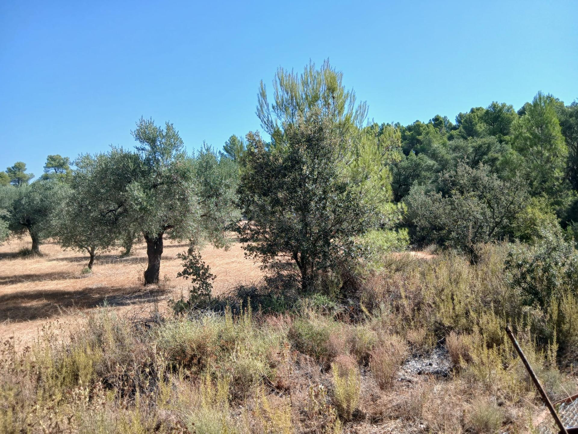 FINCA RÚSTICA DE 8.549 M2 CON CONSTRUCCIÓN DE 40 M2 EN VENTA