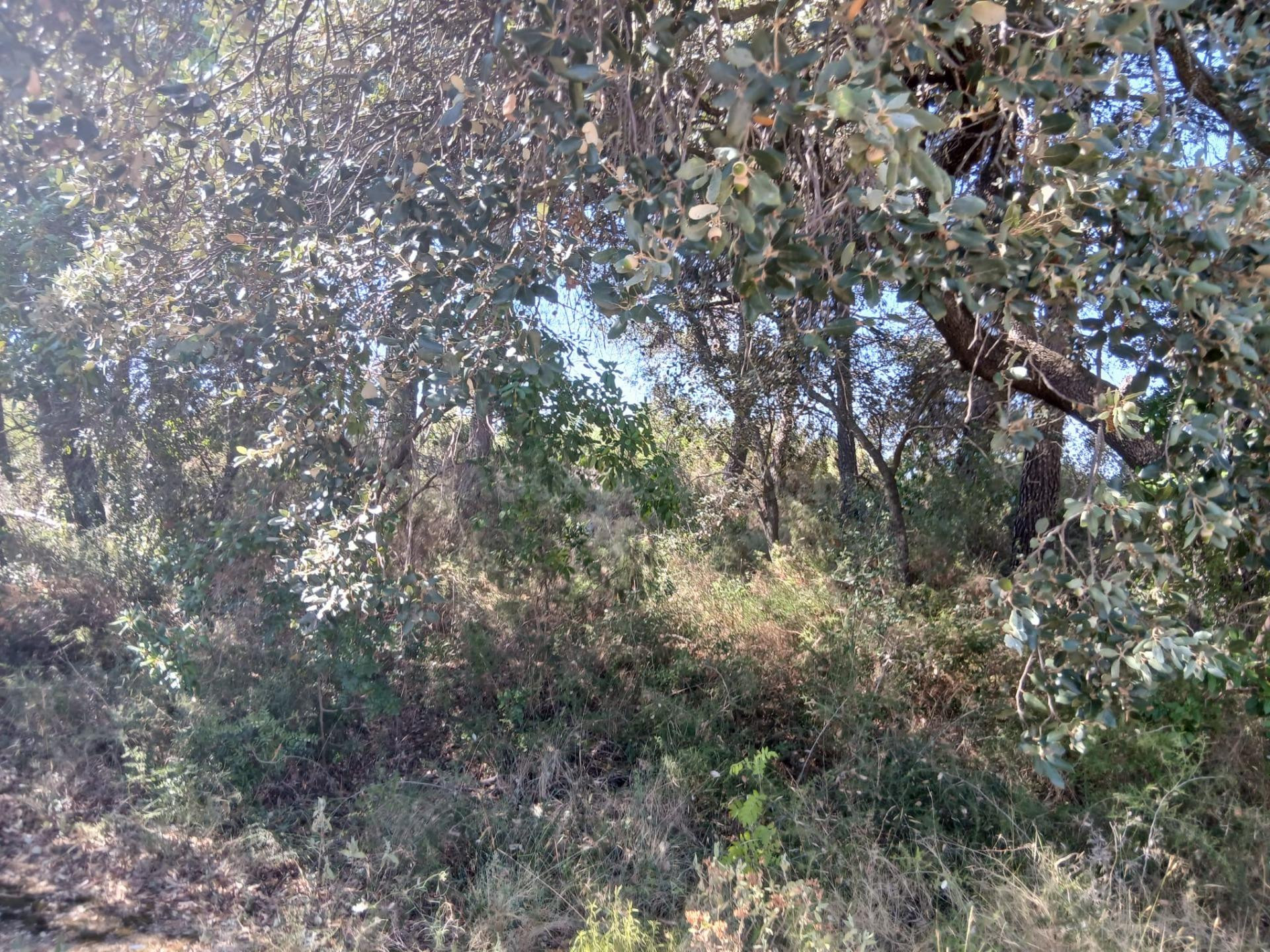 FINCA RÚSTICA DE 8.549 M2 CON CONSTRUCCIÓN DE 40 M2 EN VENTA - foto 5