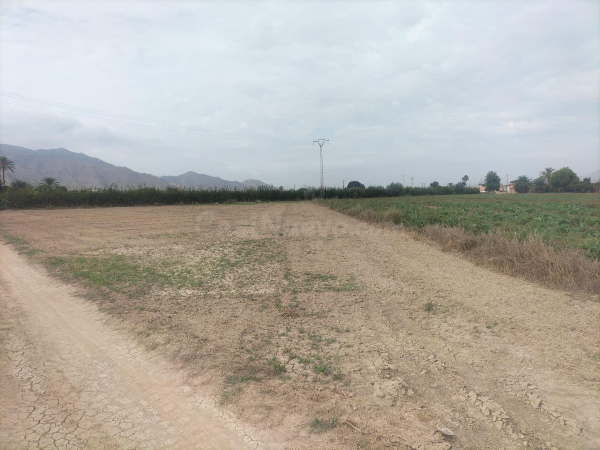FINCA RÚSTICA EN COX