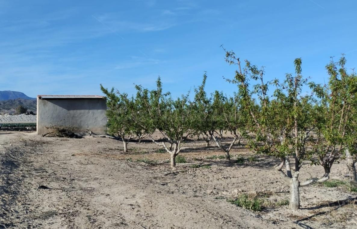 TERRENO 15.000M2 con riego.