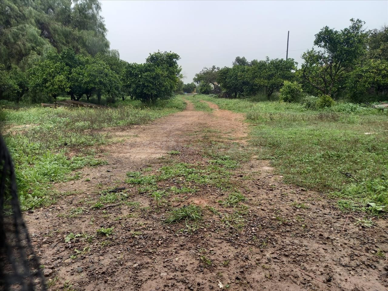 Venta finca rústica en Bollullos de la Mitación (Sevilla) - foto 2