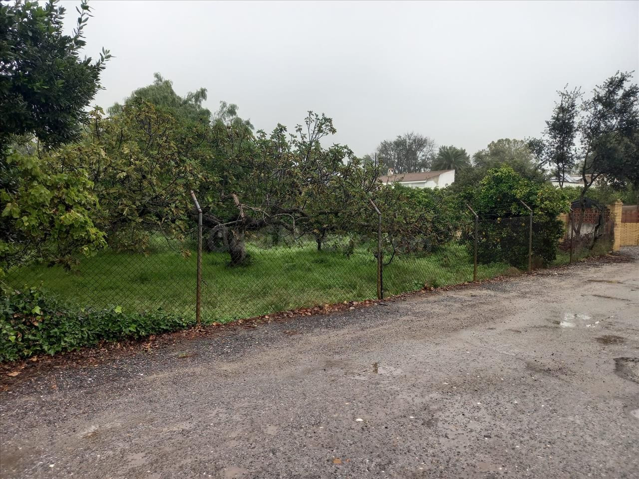 Venta finca rústica en Bollullos de la Mitación (Sevilla) - foto 3