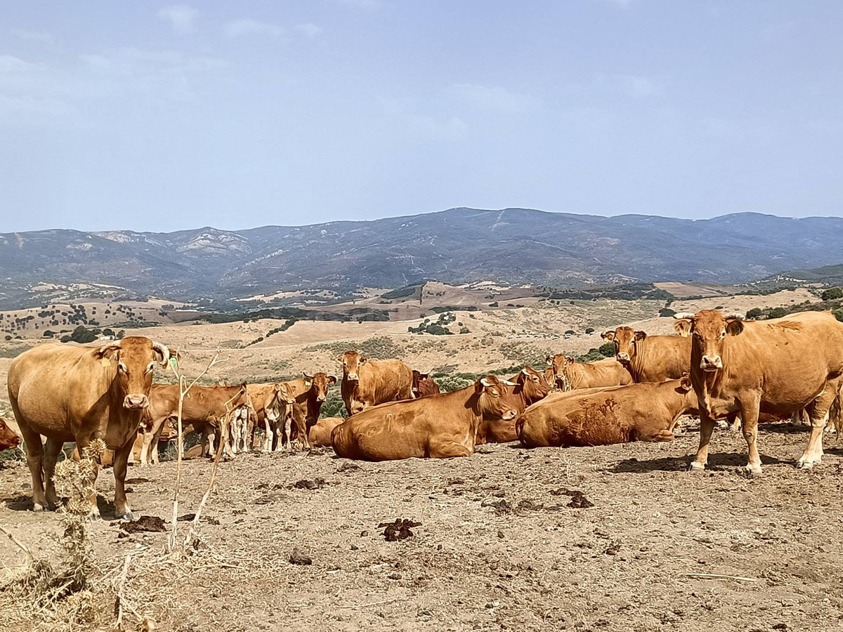 Finca Agrícola 800m² en venta - Riviera del sol