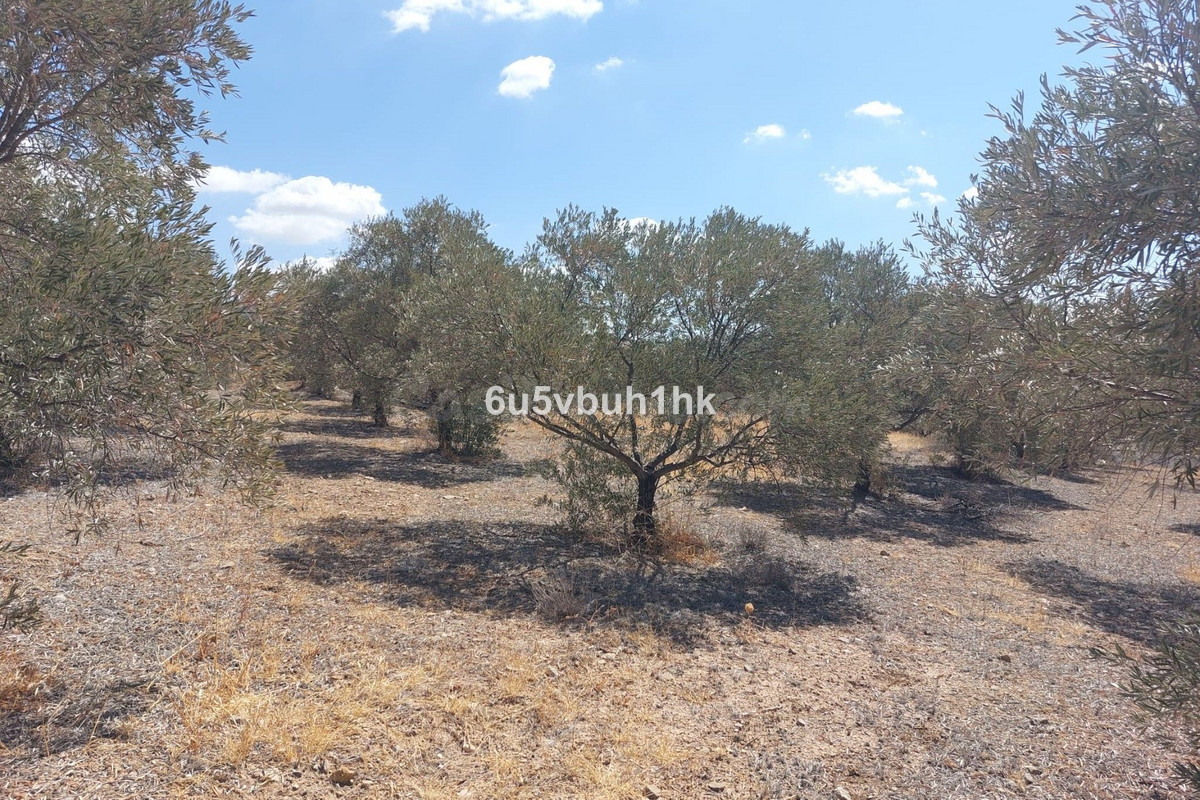 Parcela en venta - Alora pueblo