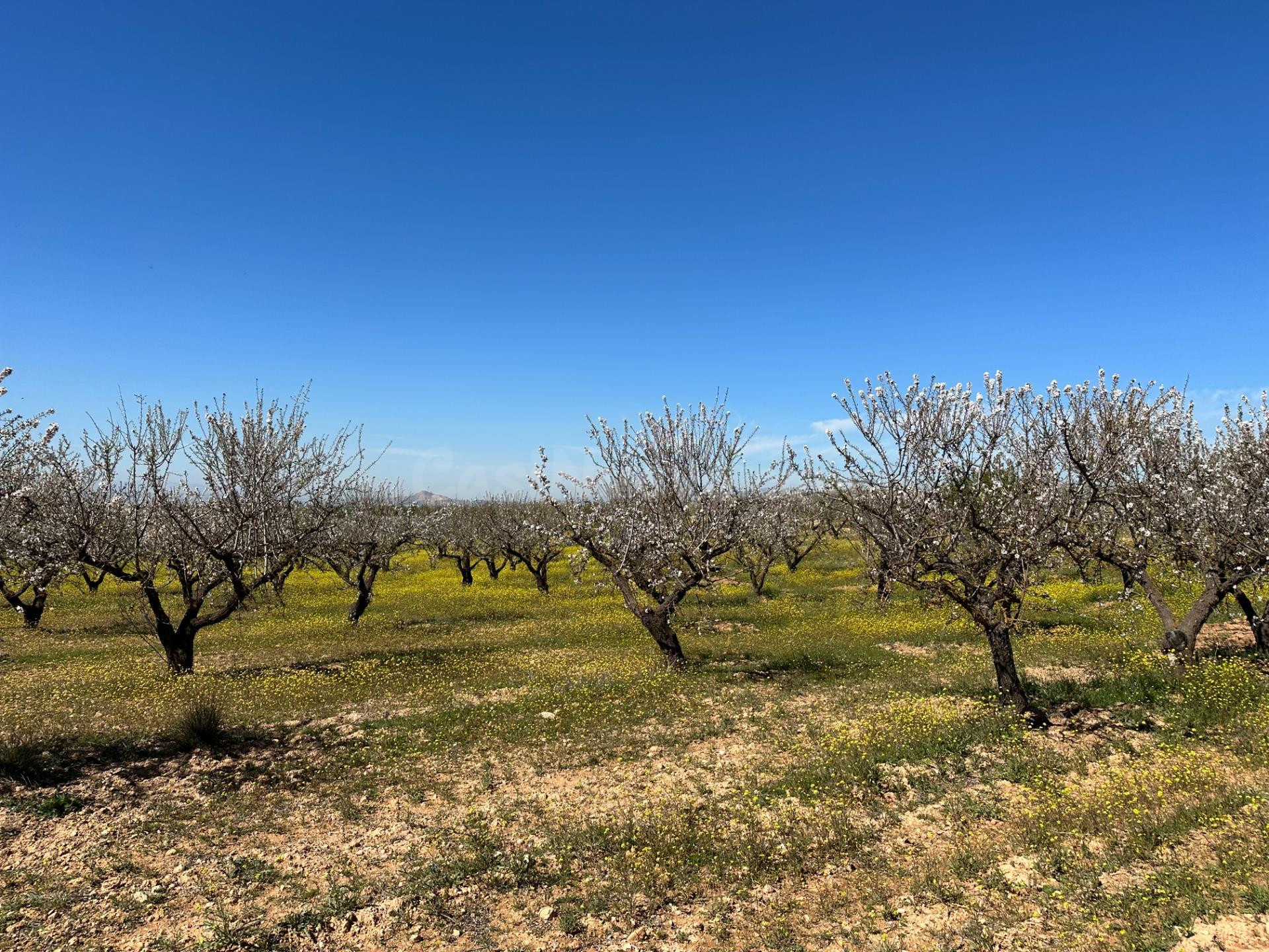 VENTA DE FINCA RUSTICA DE 6,5 HECTAREAS DE ALMENDROS Y ALGUN - foto 5