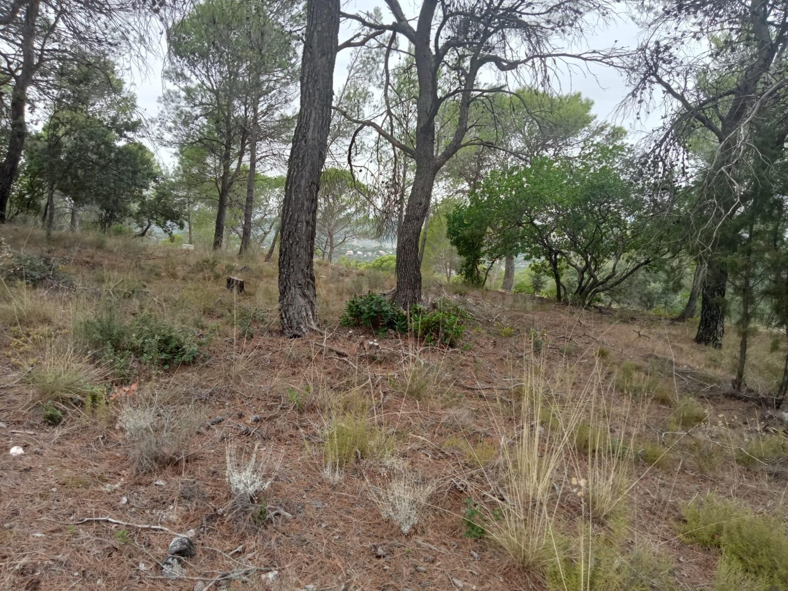 Tegeisa vende parcela de 821m2, con buenas vistas - foto 5