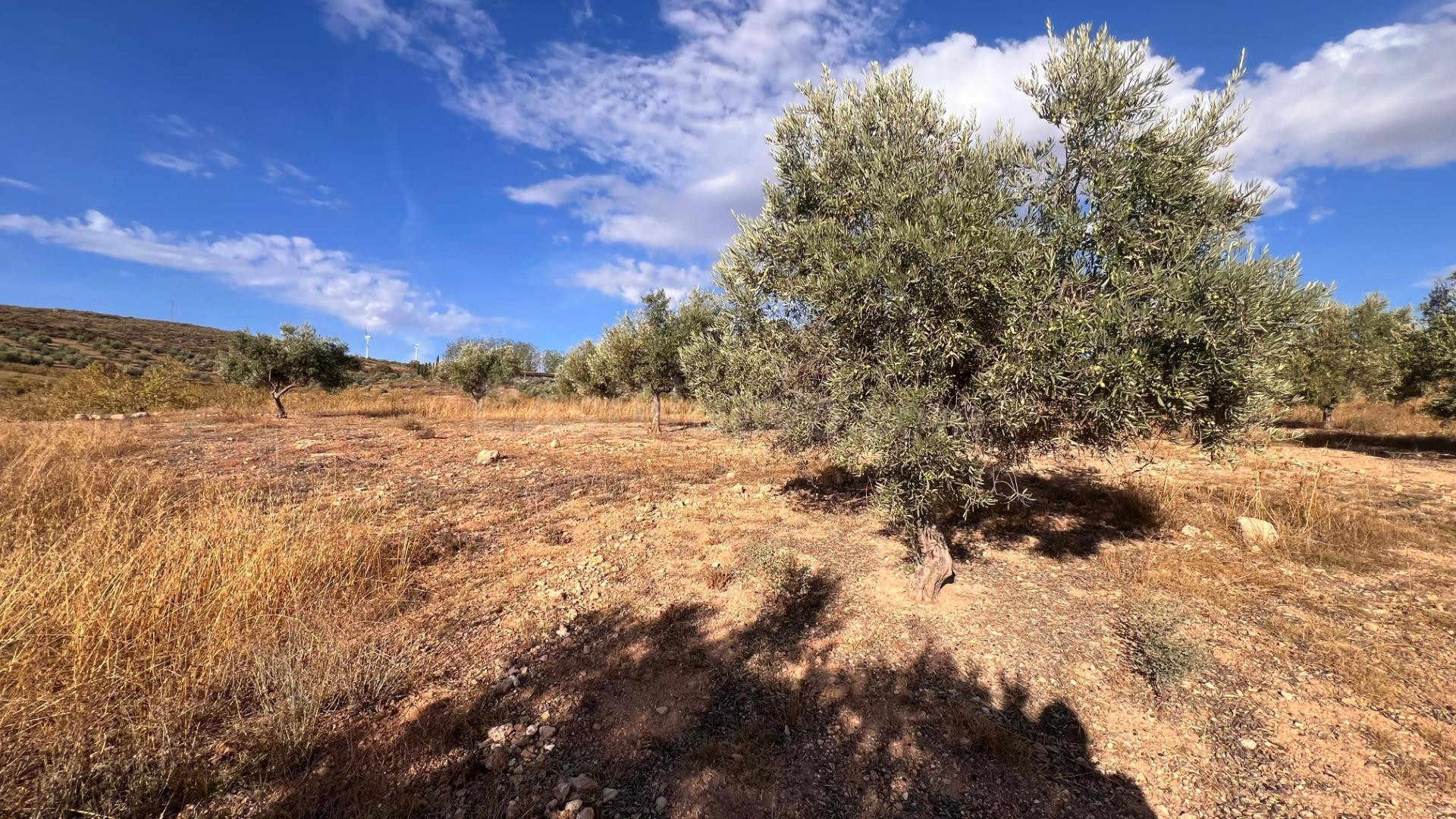 Excelente oportunidad: Finca rústica de 2 hectáreas con 300  - foto 2