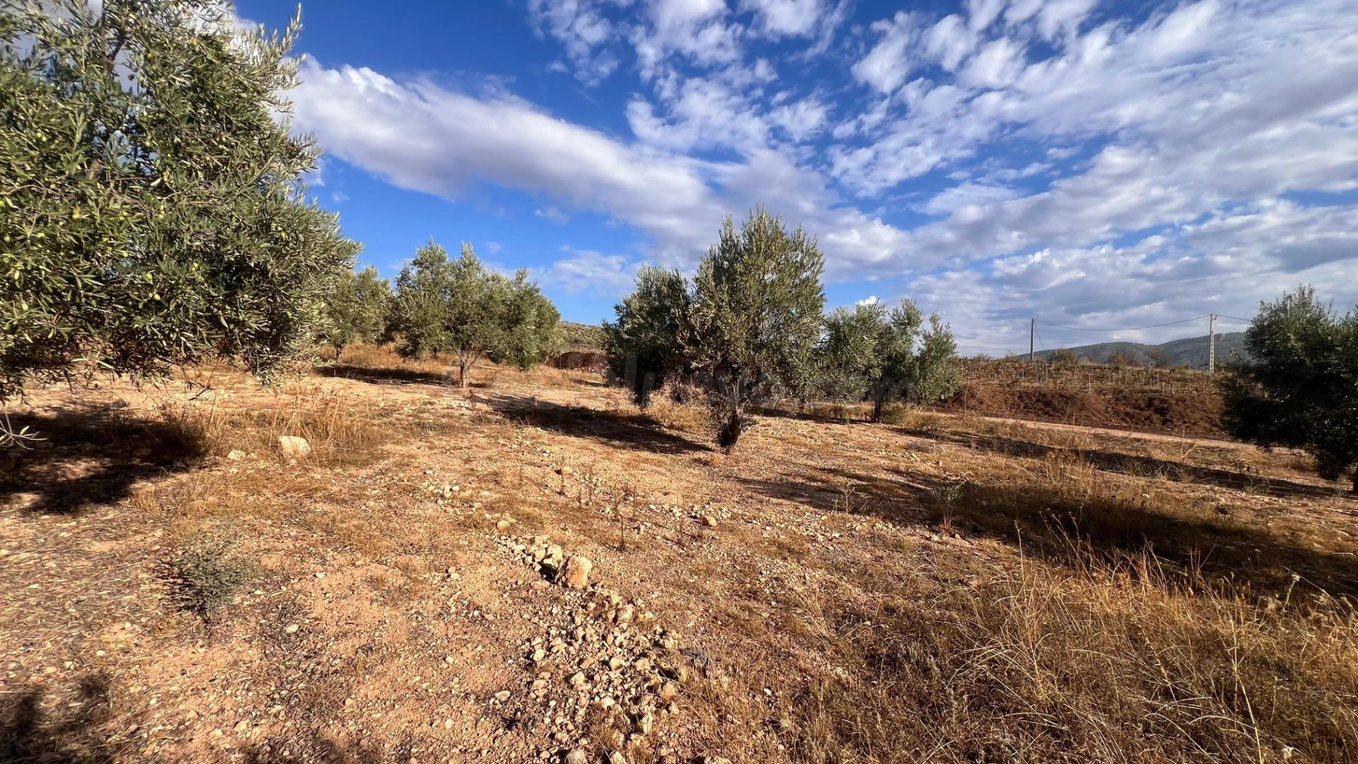 Excelente oportunidad: Finca rústica de 2 hectáreas con 300  - foto 3