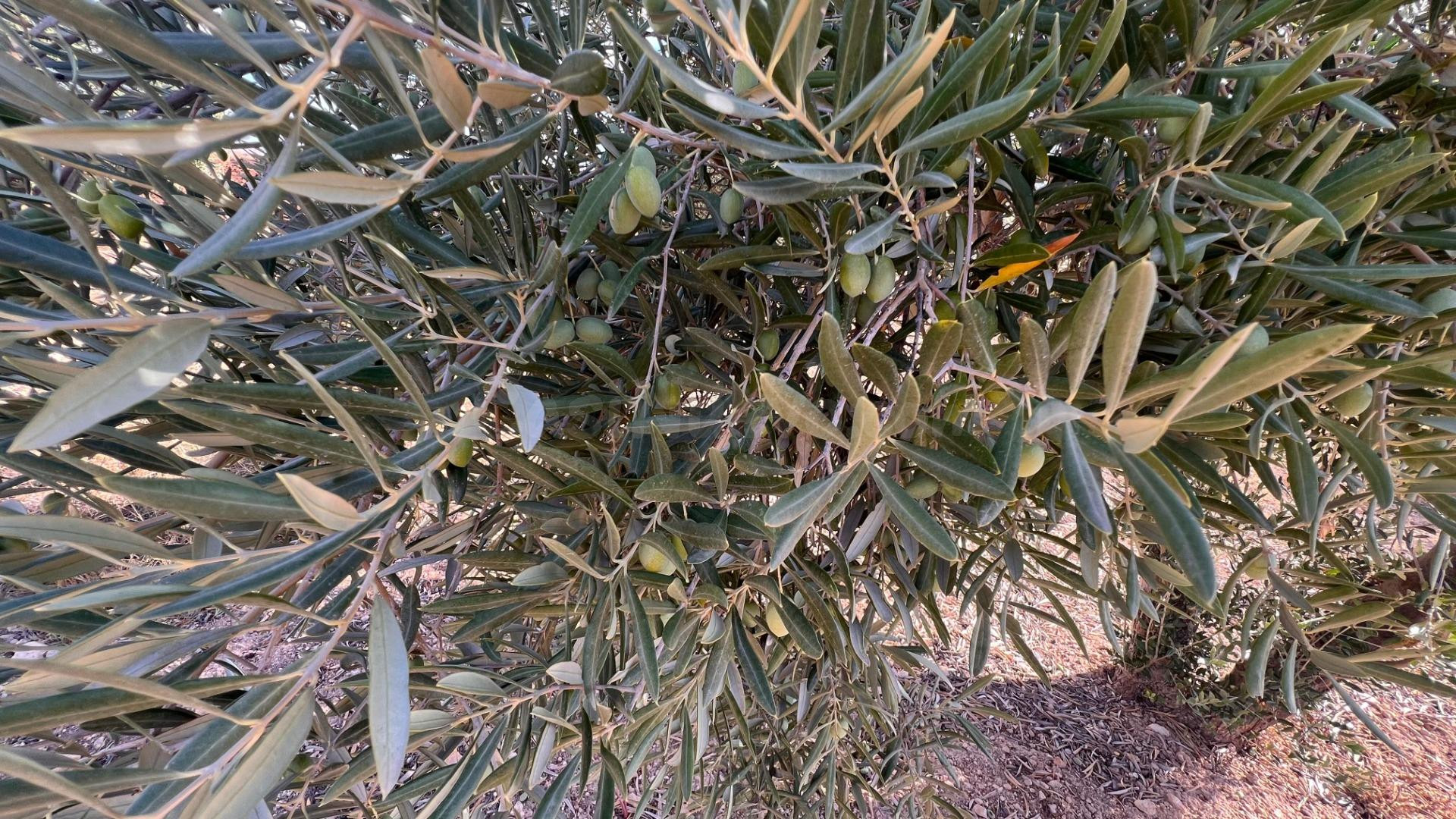 Excelente oportunidad: Finca rústica de 2 hectáreas con 300  - foto 4