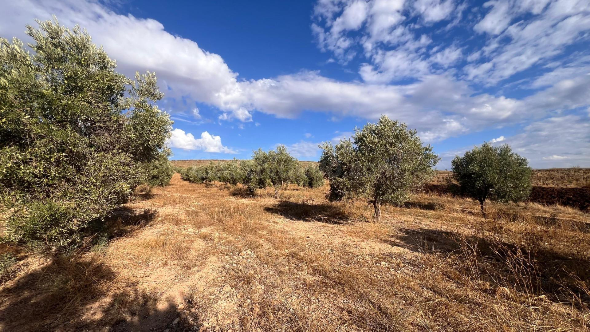 Excelente oportunidad: Finca rústica de 2 hectáreas con 300  - foto 5