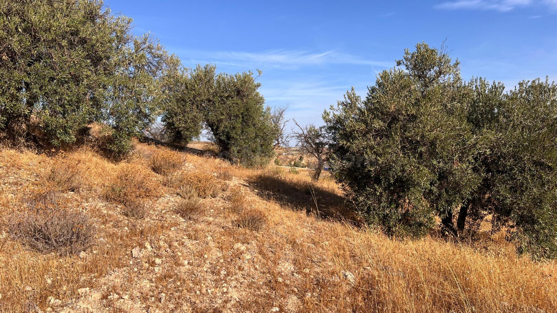 Oportunidad agrícola: Finca rústica de 2.400 m2 con olivos y