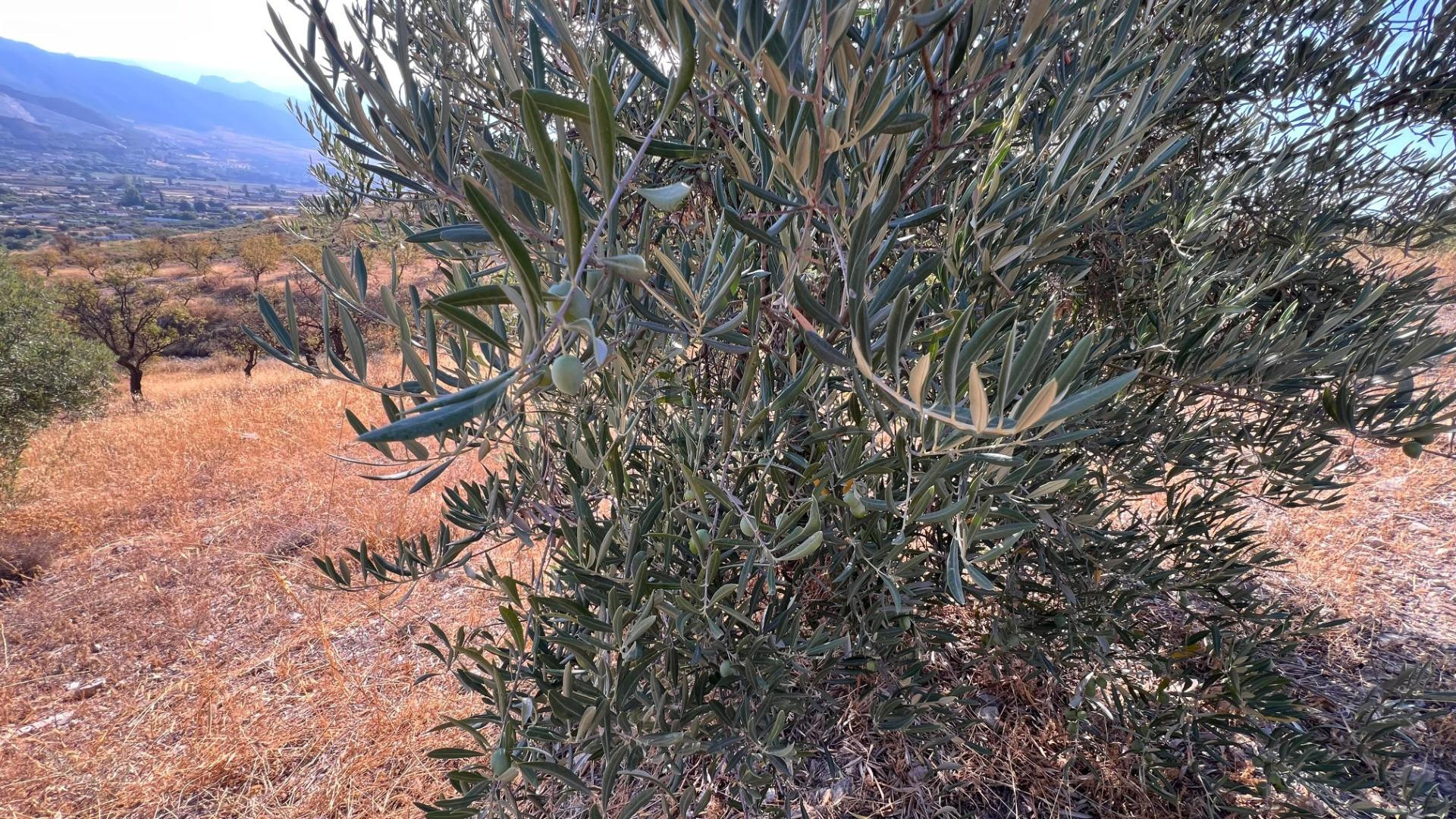 Oportunidad agrícola: Finca rústica de 2.400 m2 con olivos y - foto 2