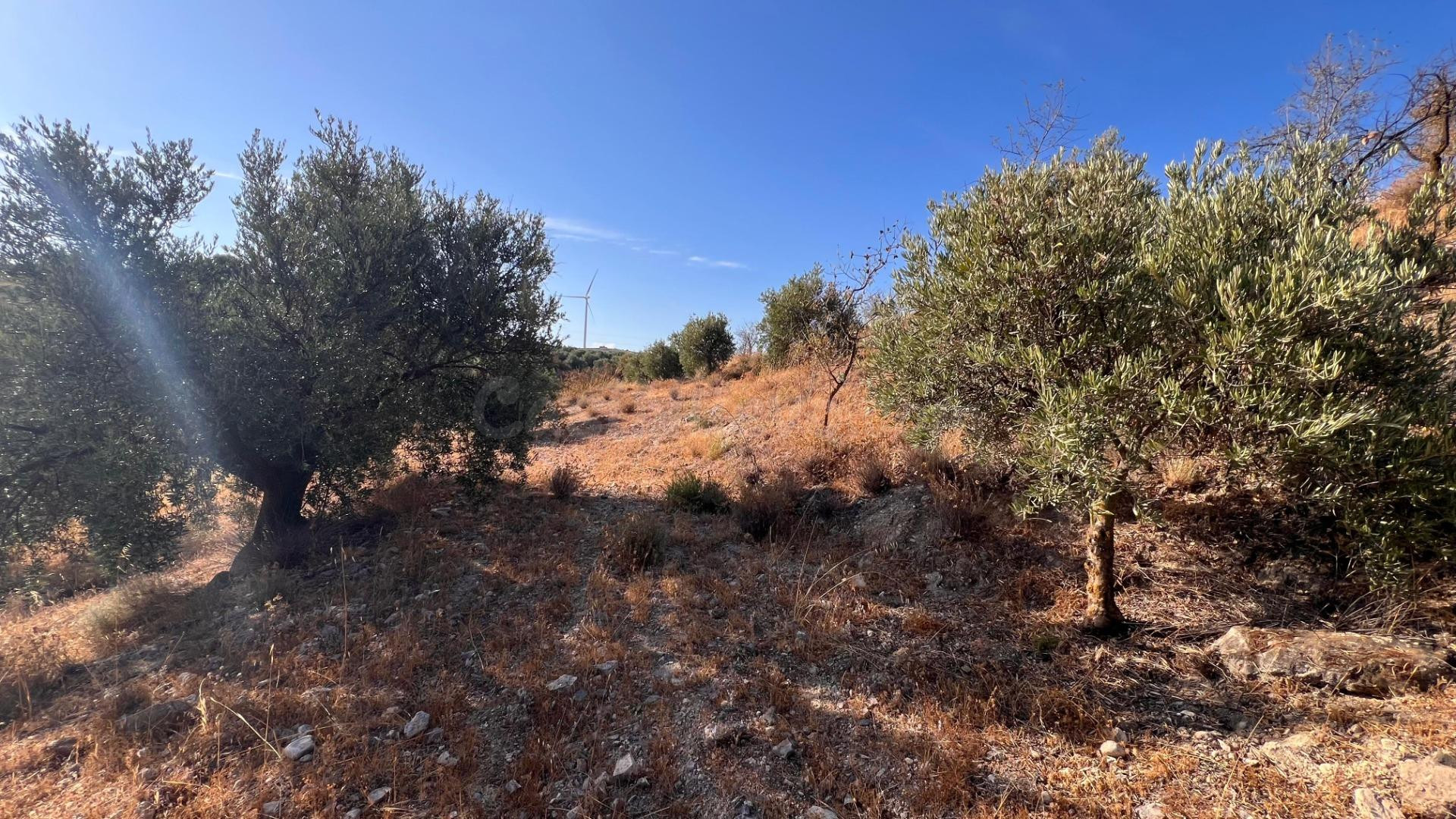 Oportunidad agrícola: Finca rústica de 2.400 m2 con olivos y - foto 4