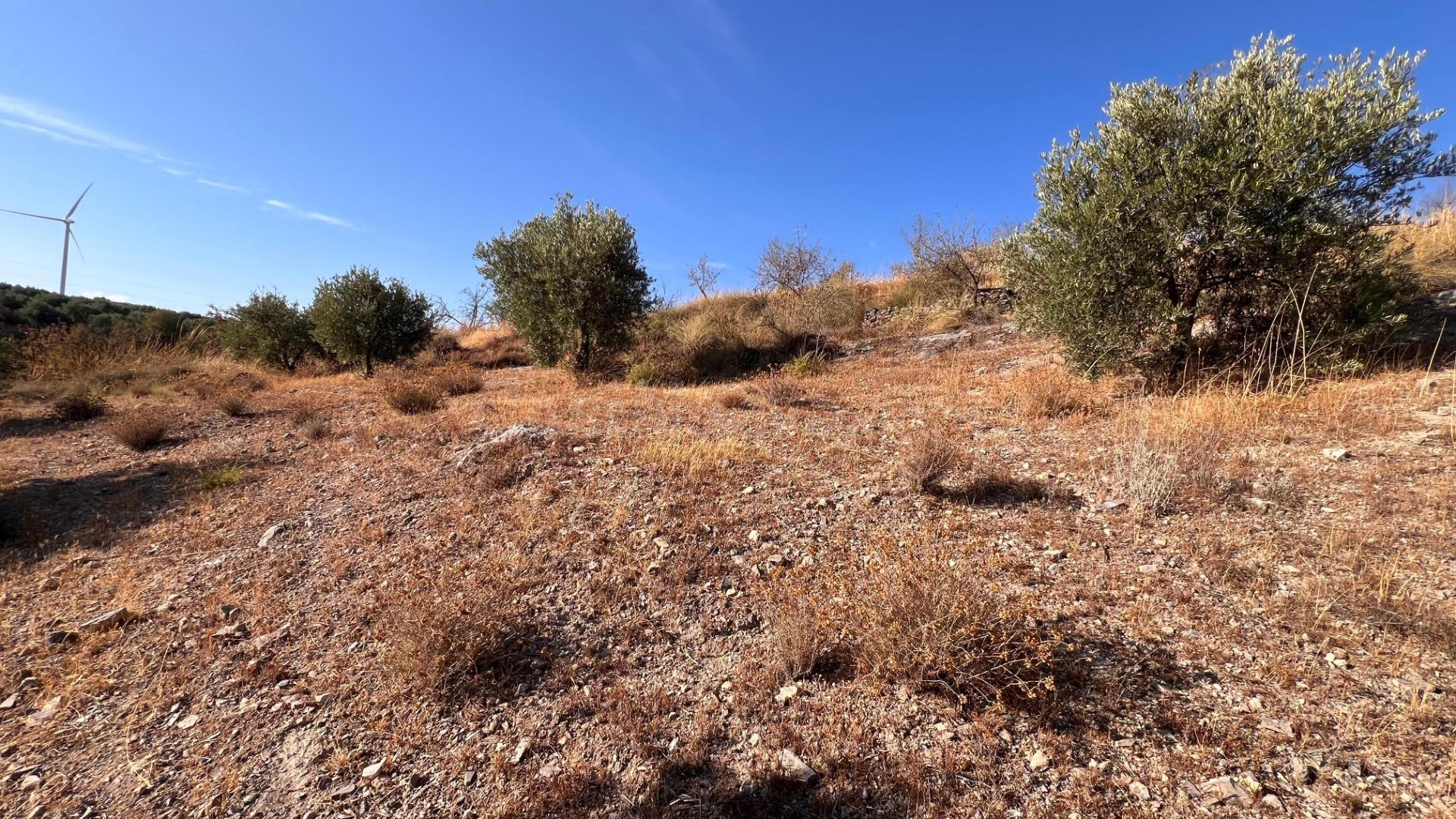 Oportunidad agrícola: Finca rústica de 2.400 m2 con olivos y - foto 5