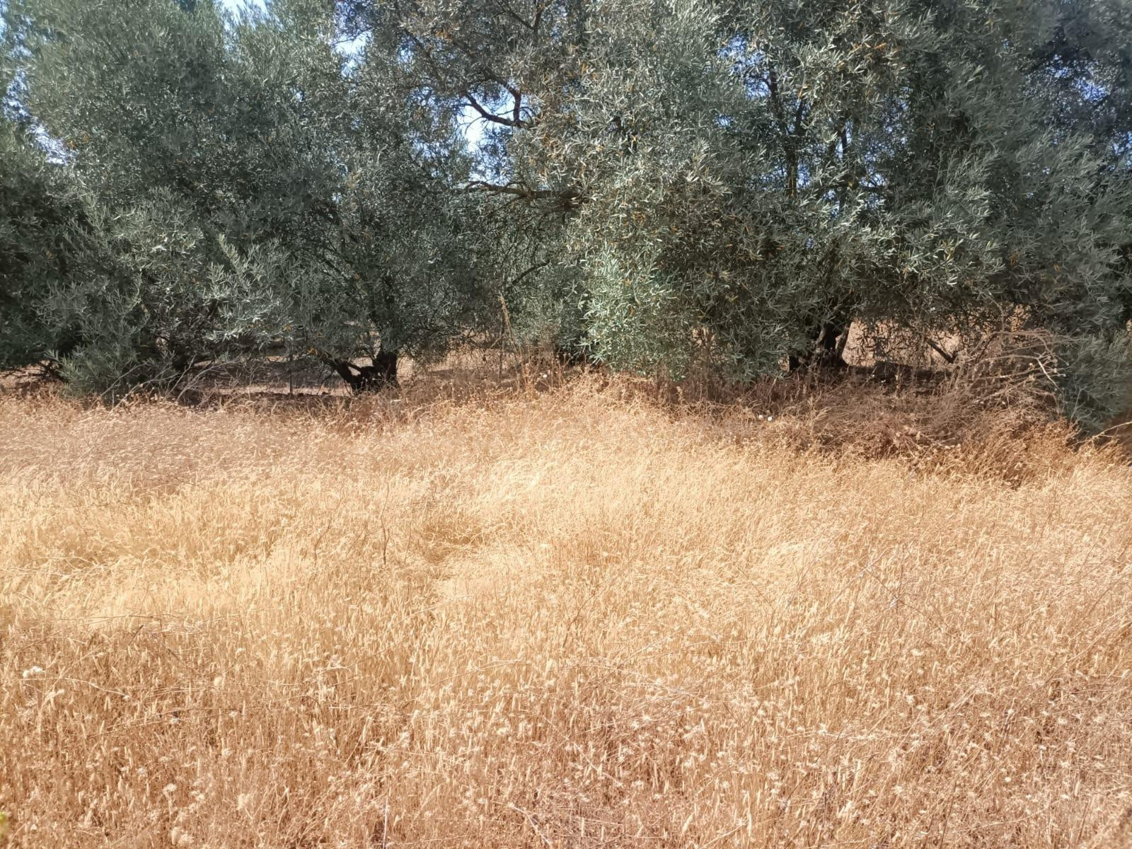 Venta de 'Cortijo del Enamorado' en Lucena - Córdoba - foto 4