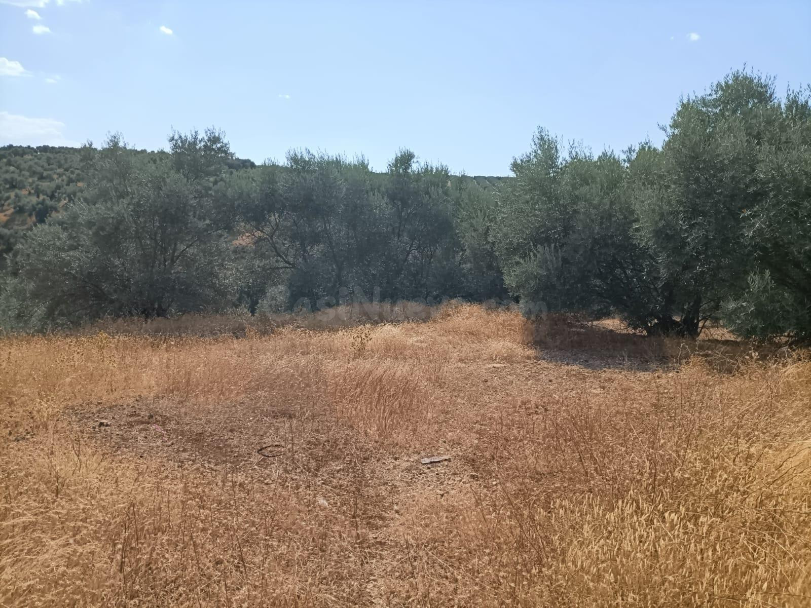 Venta de 'Cortijo del Enamorado' en Lucena - Córdoba - foto 5