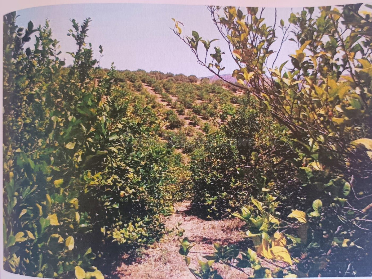 Parcela en venta - Alora pueblo - foto 3