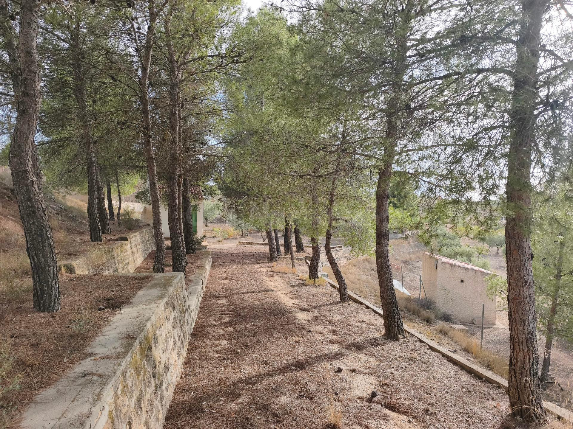 Terreno Rural en Almansa - San José a un Precio Inmejorable