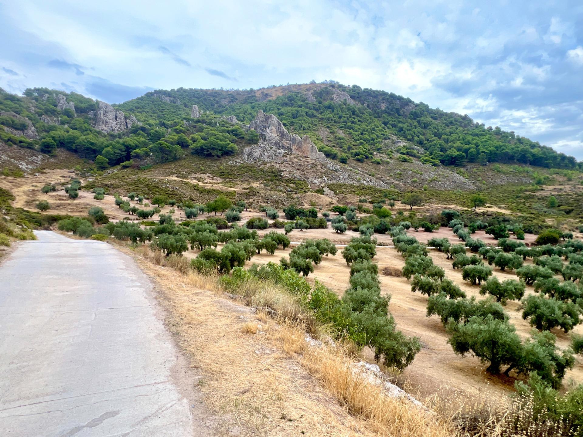 NIVAR - FINCA DE OLIVOS - foto 5