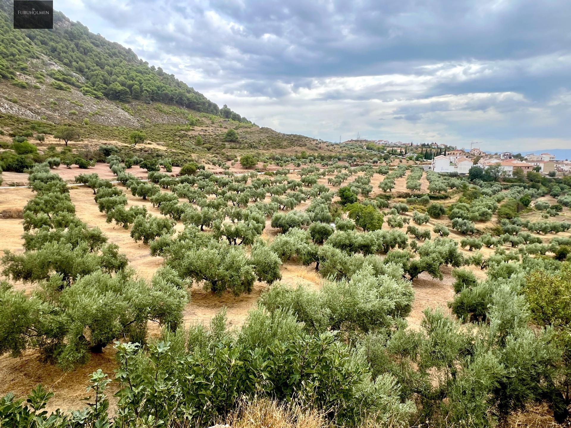 NIVAR - FINCA DE OLIVOS