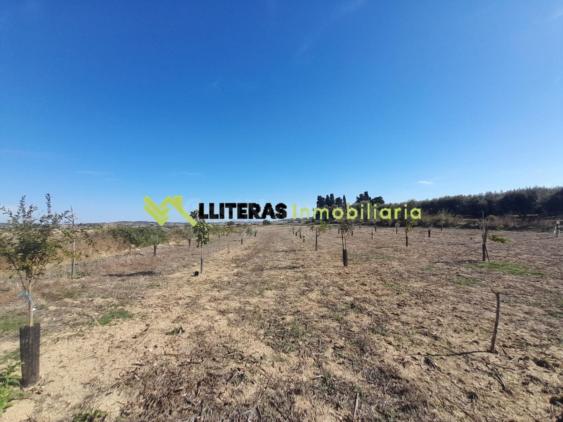 Finca rústica  en María de la Salut  con pozo-  Naturaleza,  - foto 4