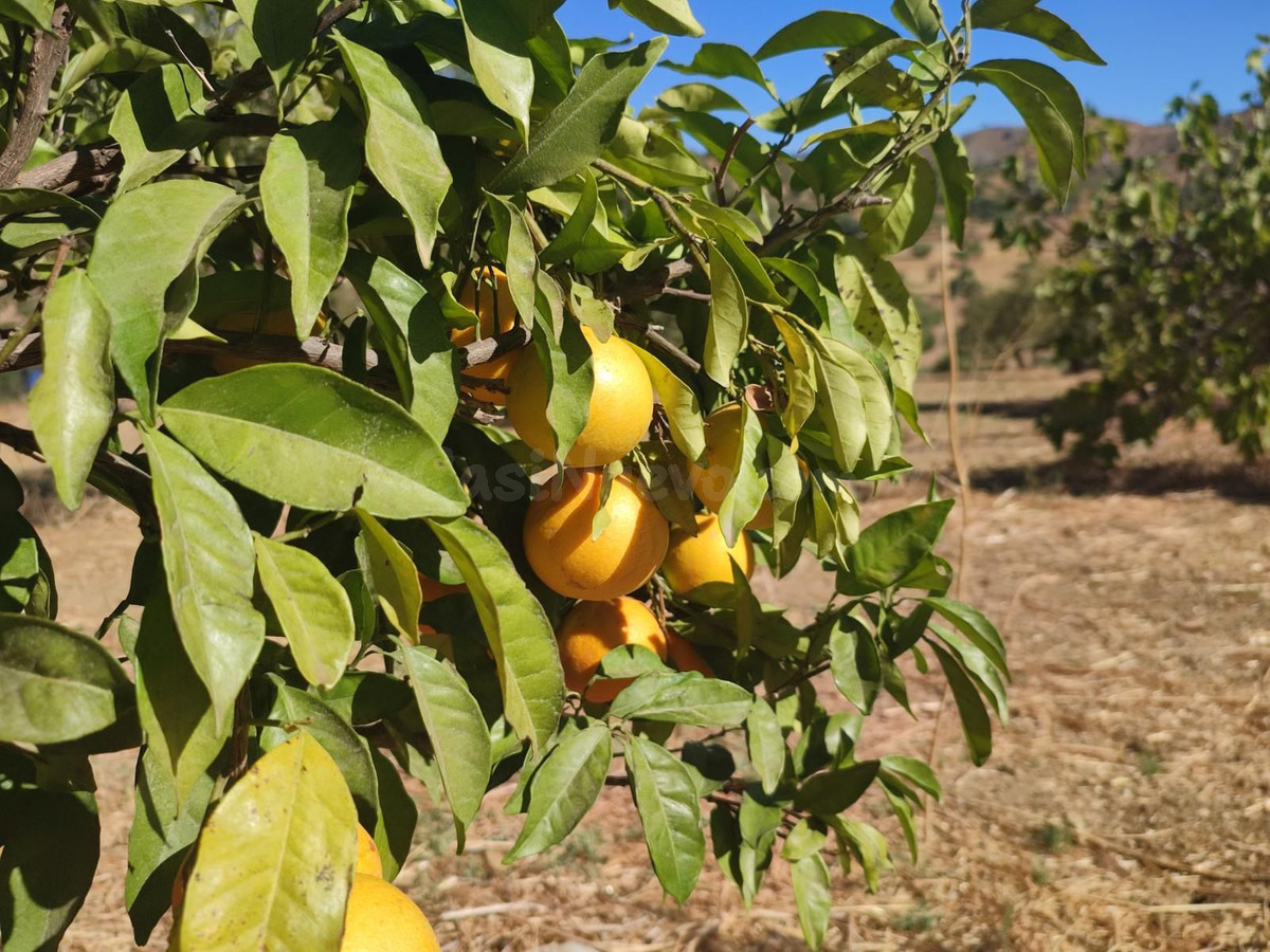 Parcela en venta - South of spain - foto 3