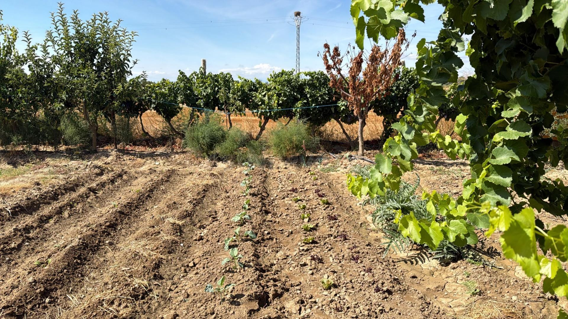 Terreno Rural en Ejea de los Caballeros