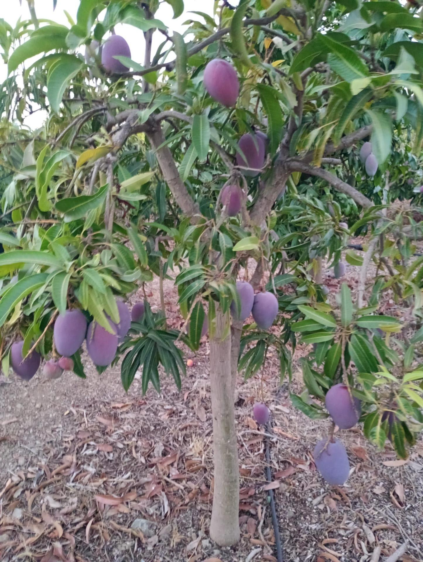 Finca rústica con cultivos y pozos propios en Vélez-Málaga
