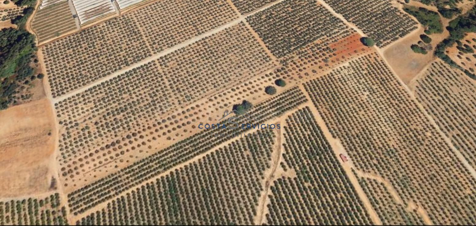 Terreno agrario 1Hectarea