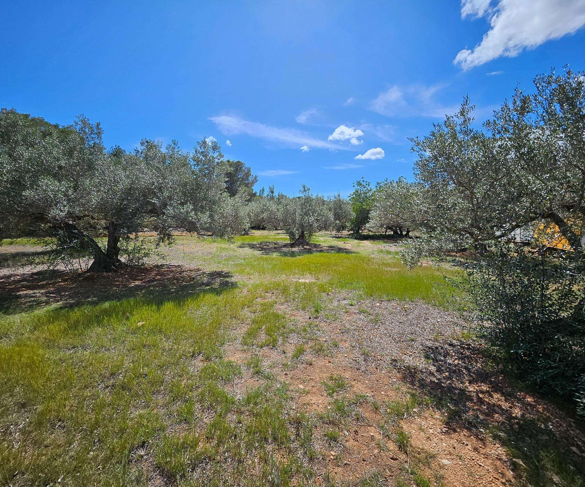 Finca Rustica de 45.344 m2, plana y plantada de olivos en producción