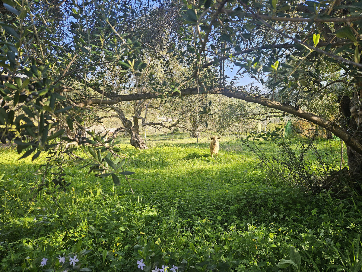 Finca rústica con olivos y cuadra en Casarabonela (Málaga) - foto 2