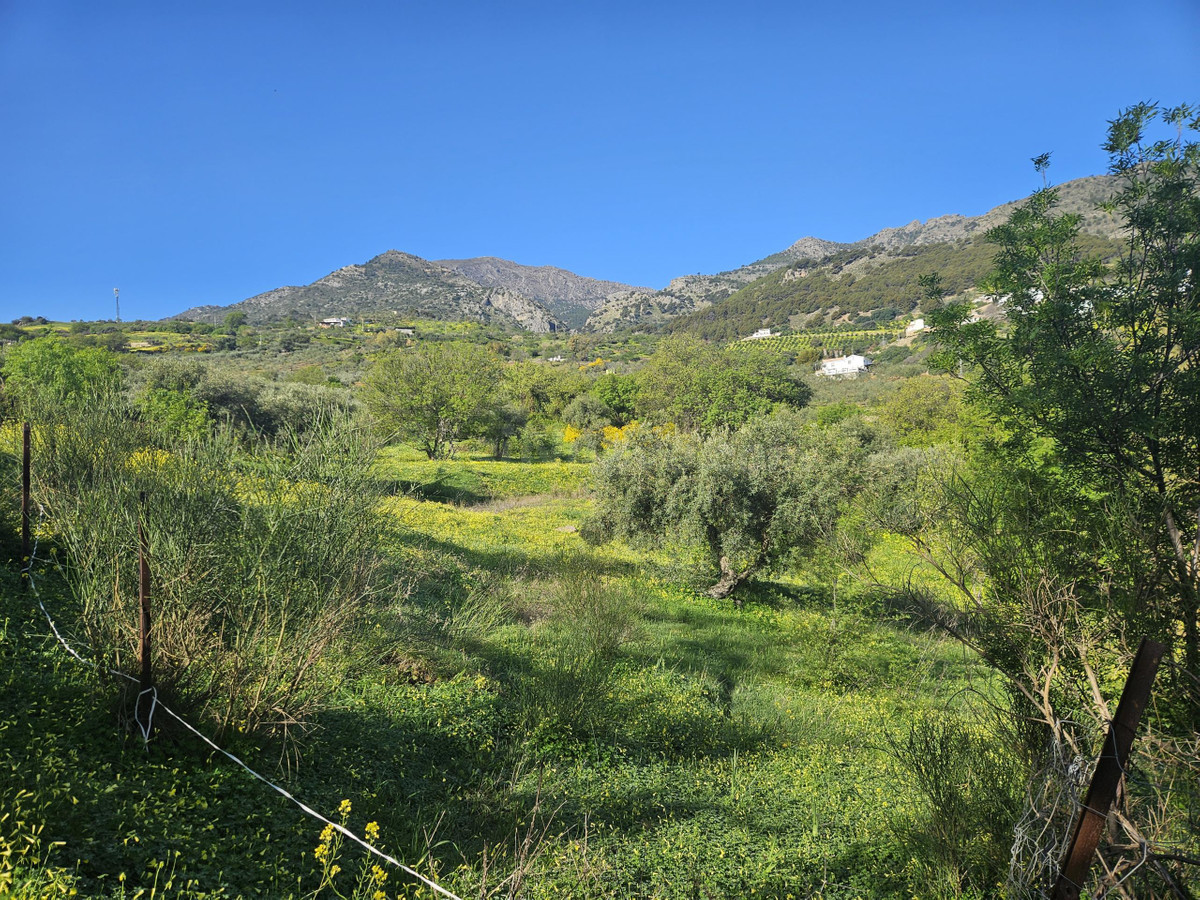 Finca rústica con olivos y cuadra en Casarabonela (Málaga) - foto 5