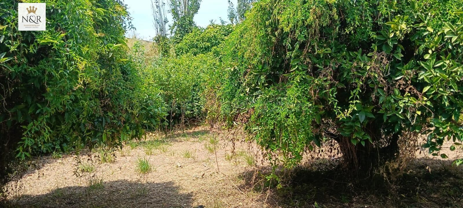 FINCA CON CASA 18 M2 Y AGUA CON ACCESO PEATONAL - foto 4