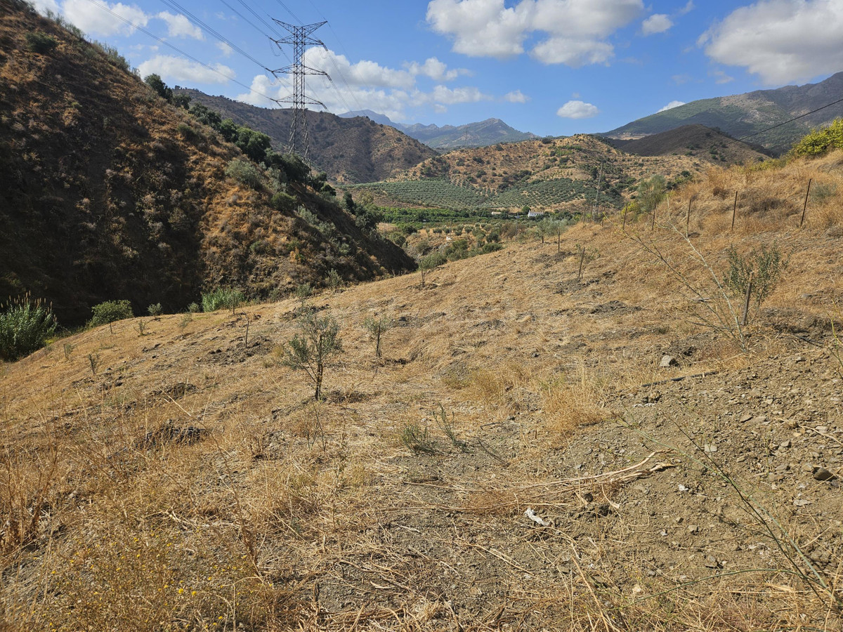 Parcela rústica con olivos y vistas en Casarabonela (Málaga)