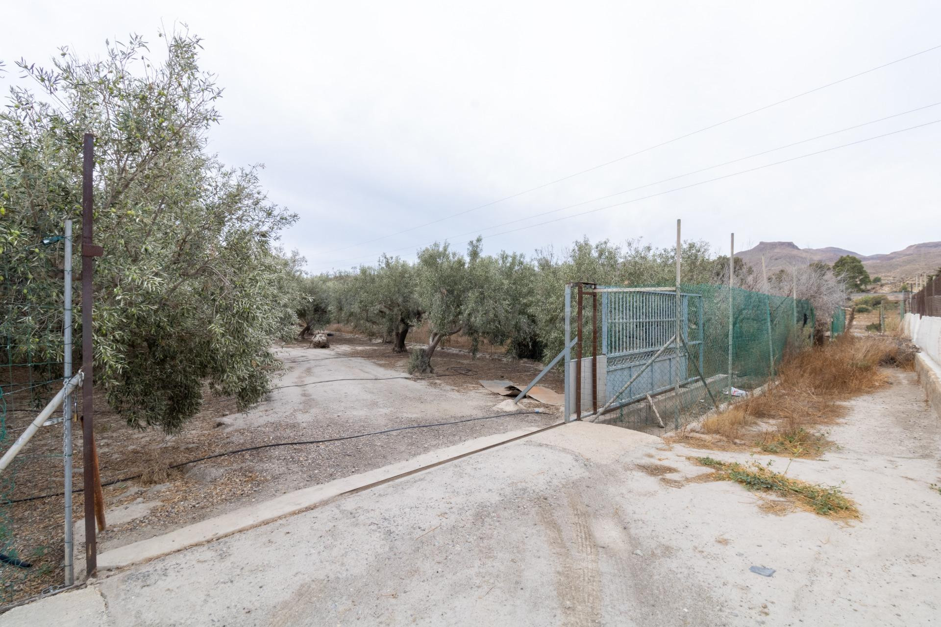 TERRENO EN PECHINA- CAMINO MARIANO - foto 2