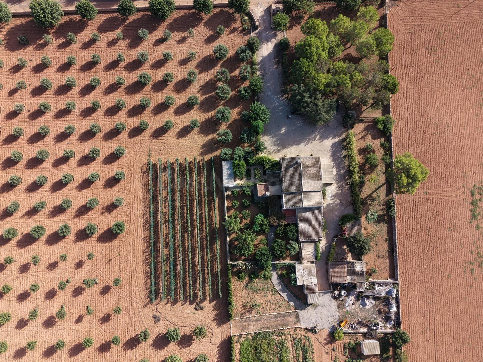 Finca en Son Mesquida: un proyecto de vida en el campo mallo - foto 2