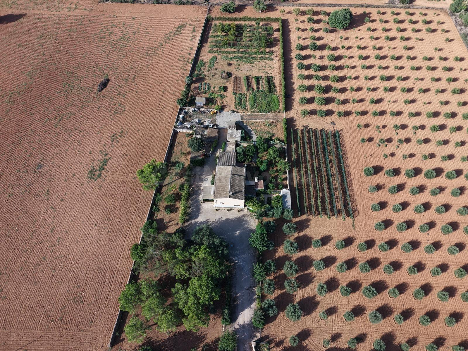 Finca en Son Mesquida: un proyecto de vida en el campo mallo - foto 3