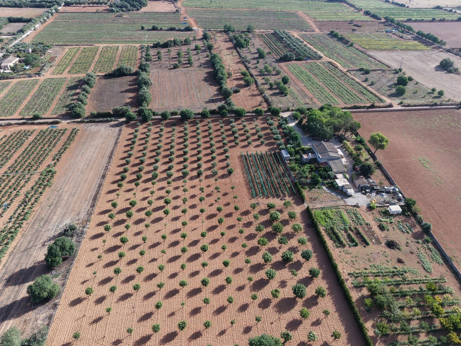 Finca en Son Mesquida: un proyecto de vida en el campo mallo - foto 4