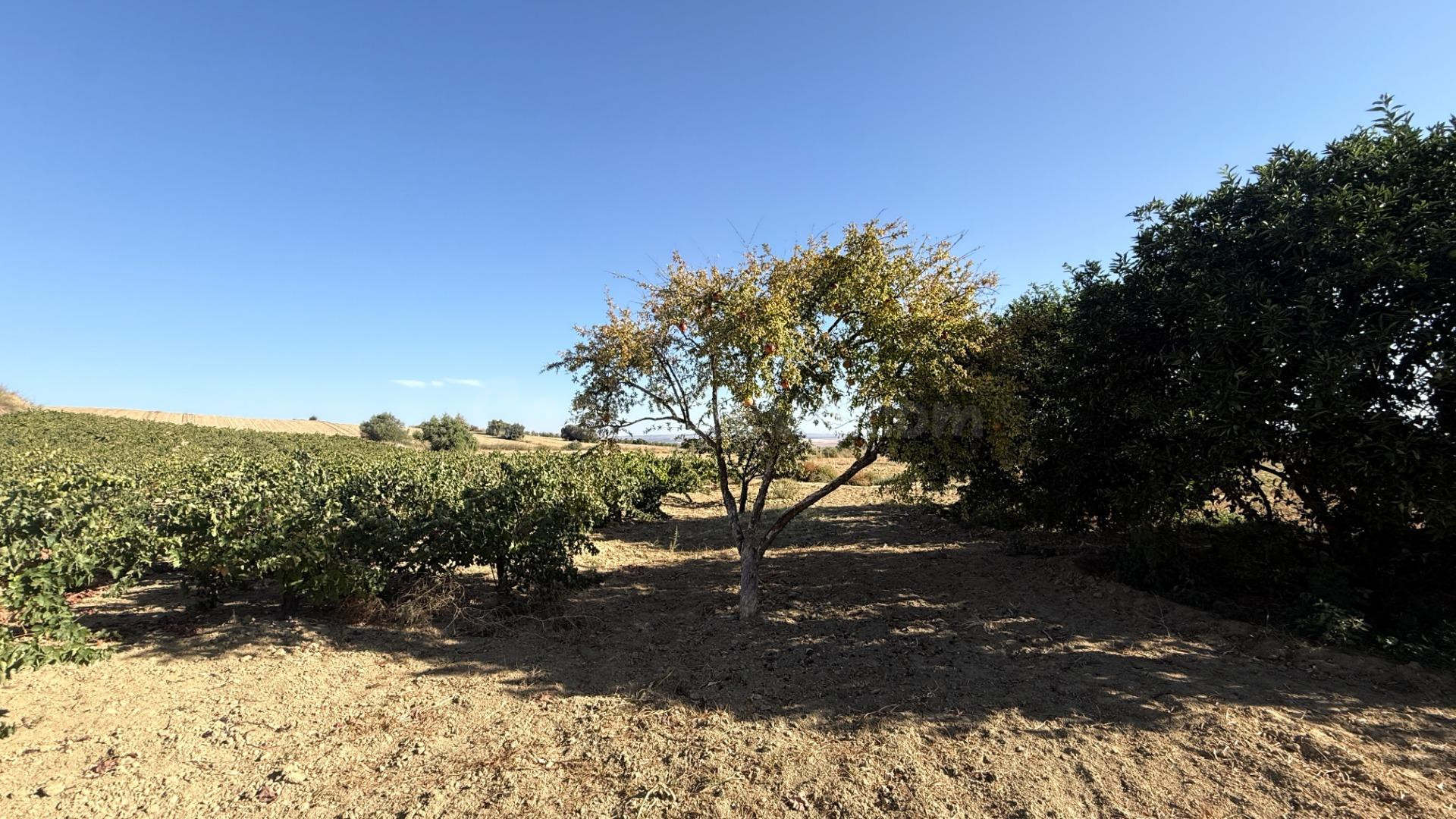 FINCA DE VIÑEDOS Y ÁRBOLES FRUTALES EN LA PALMA DEL CONDADO HUELVA