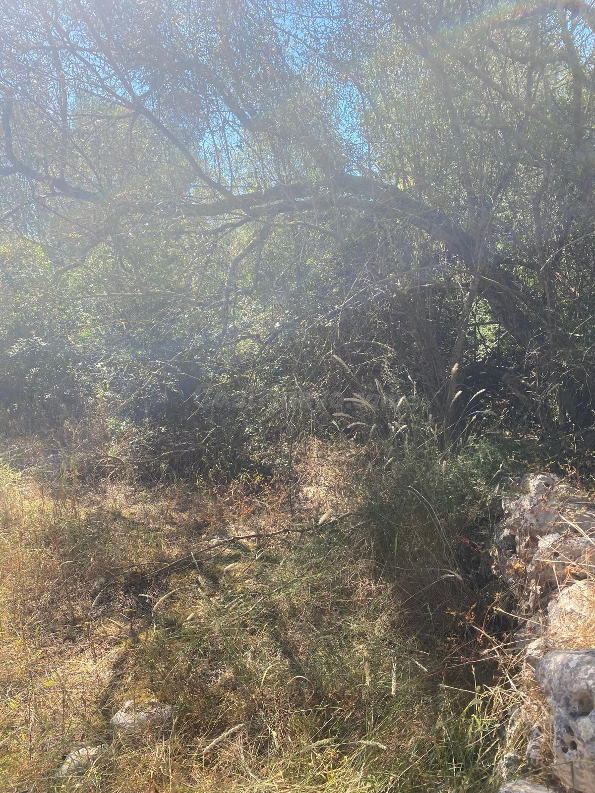 FINCA RUSTICA EDIFICABLE EN FELANITX - foto 3