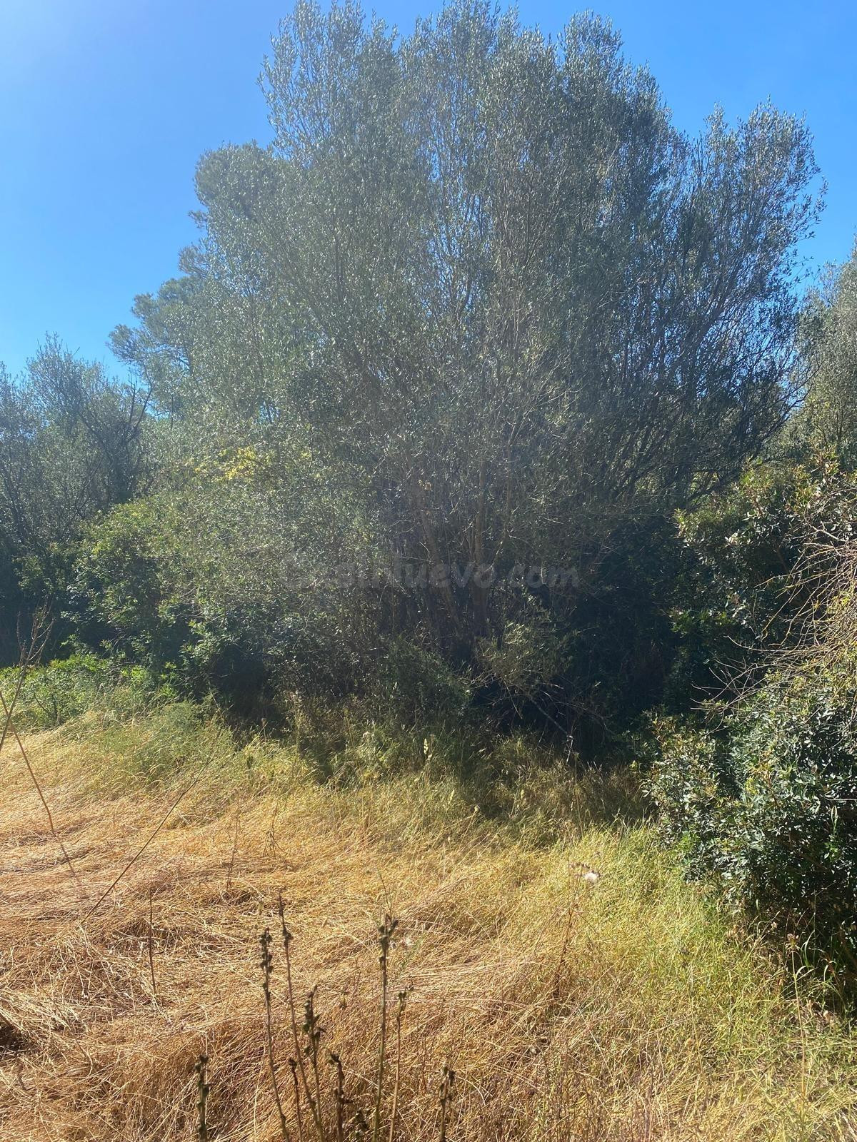 FINCA RUSTICA EDIFICABLE EN FELANITX - foto 4
